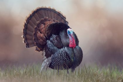 Turkey