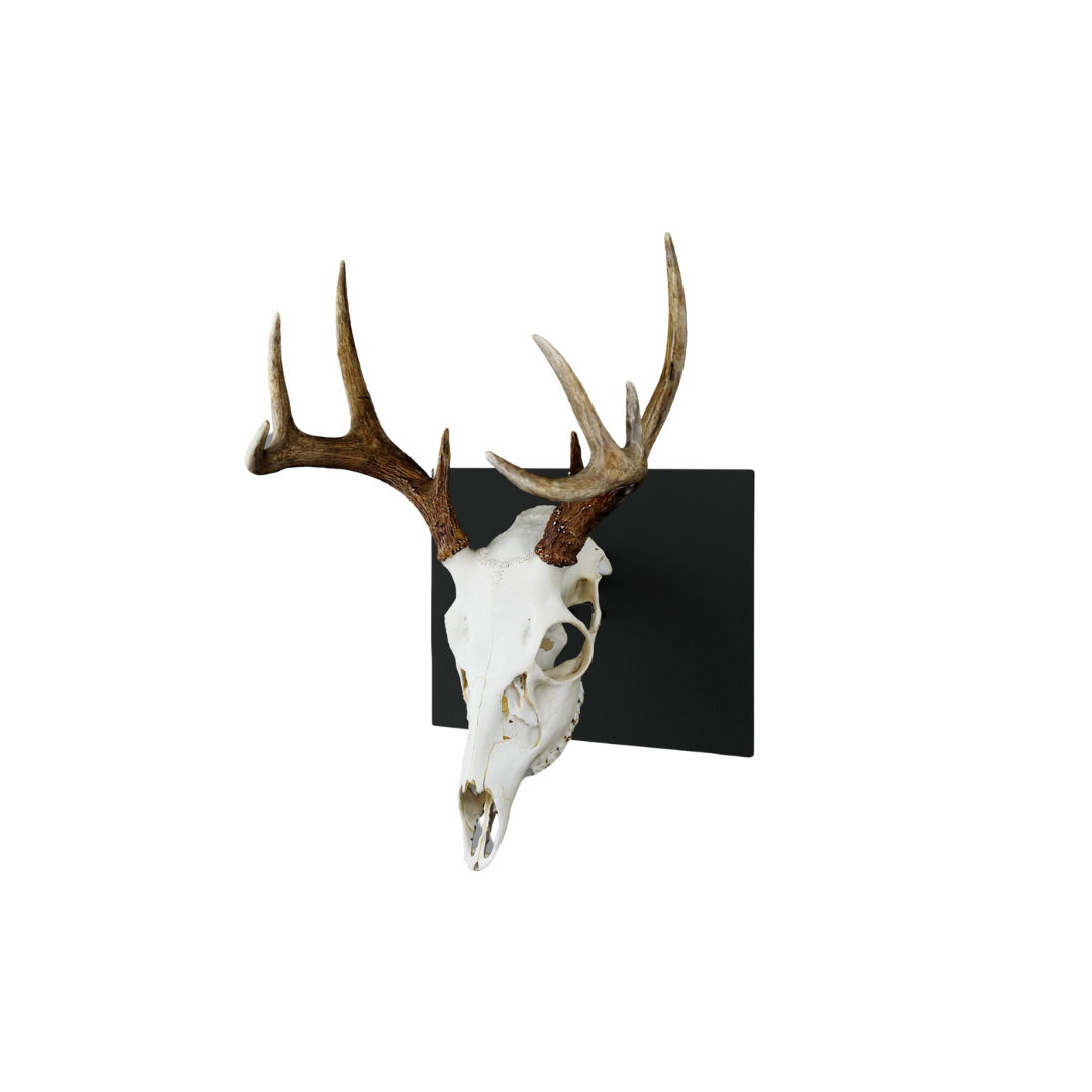 Colorado Solid Mount State Outline European Mount Plaque (Medium Game)