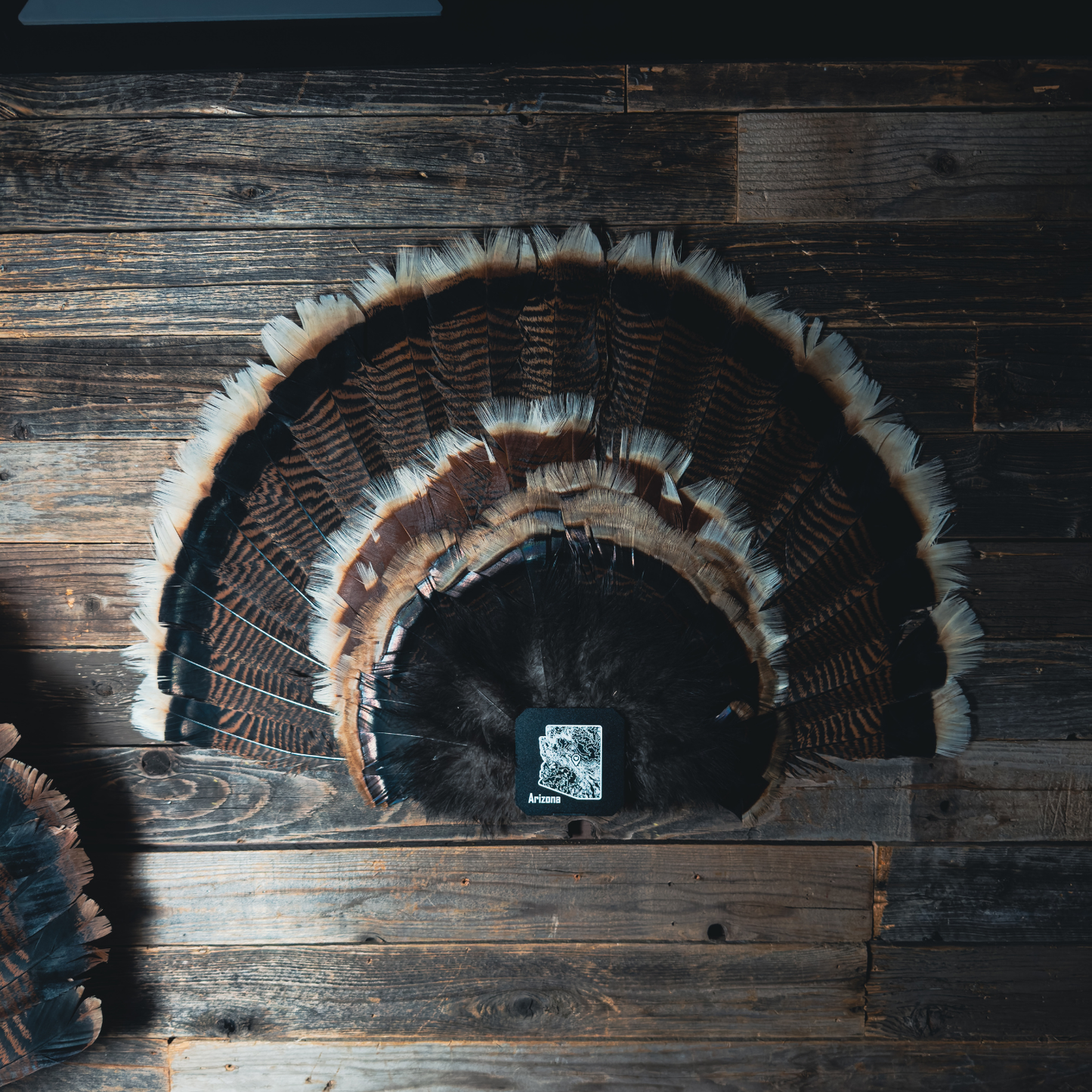 FeatherLok | Mini